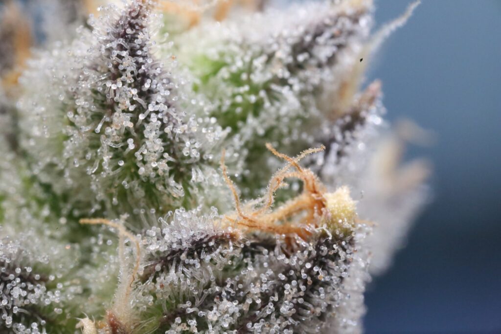 Trichomes on a cannabis plant