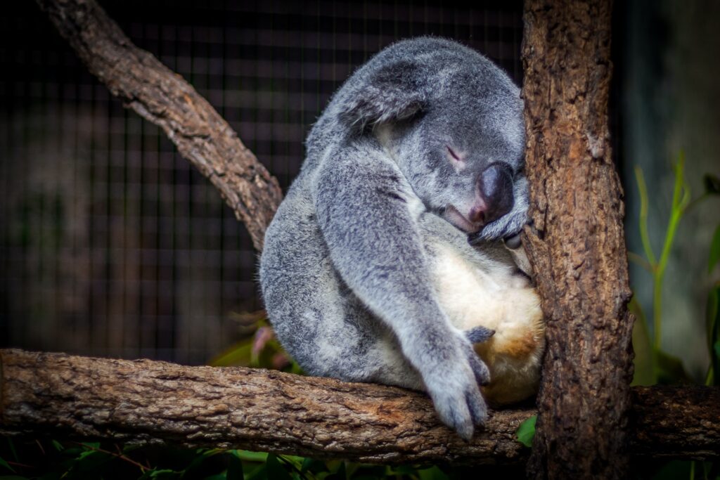 Sleepy koala bear in a tree