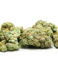 PURPLE PUNCH AAA+++ (CLEARANCE SPECIAL)
